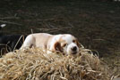 Beaglewelpe bicolor im Schilf